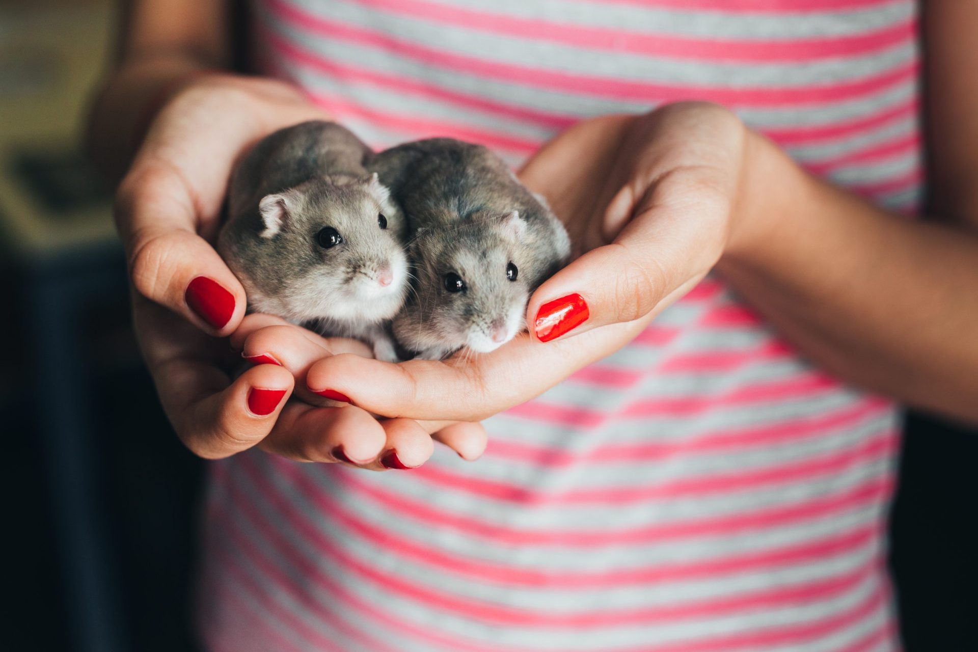 Cerca de 2.000 hamsters vão ser abatidos em Hong Kong