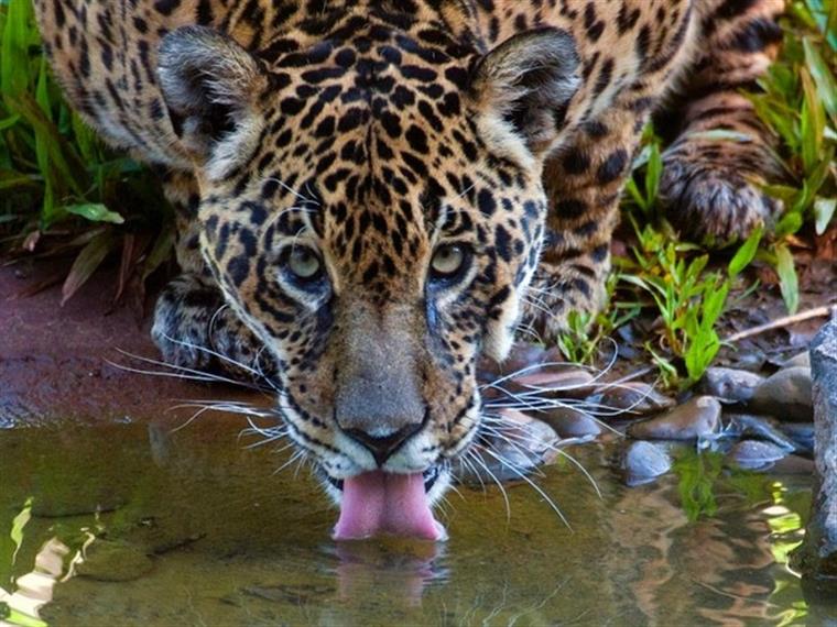 Jaguar à solta num Jardim Zoológico no Brasil