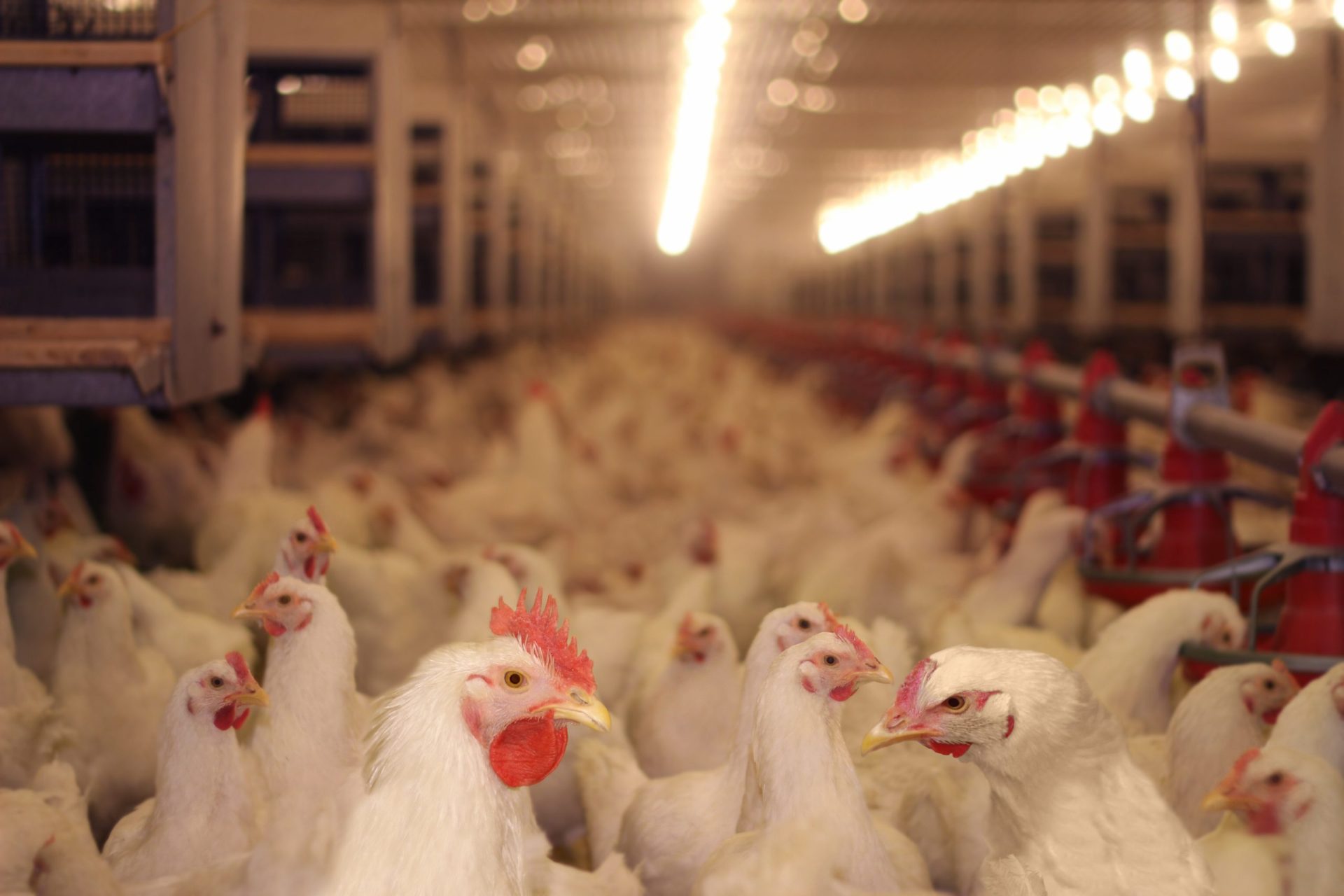 Contacto com aves é o maior risco mas deve cozinhar bem carne e ovos