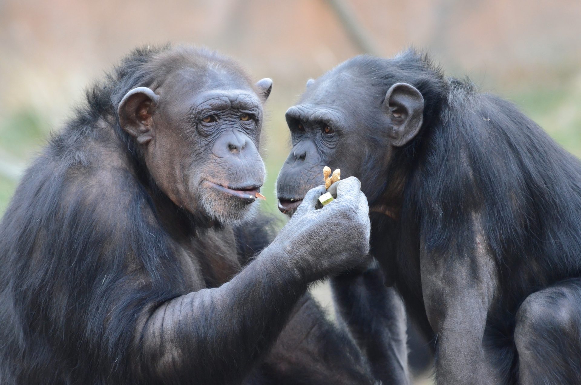 Chimpanzés usam insetos para tratar das feridas uns dos outros