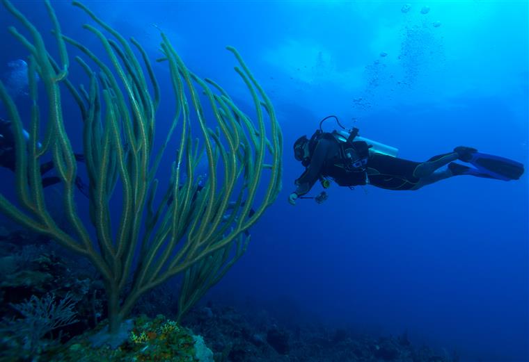 Cientistas do Reino Unido encontram 30 novas espécies em potencial no fundo do oceano