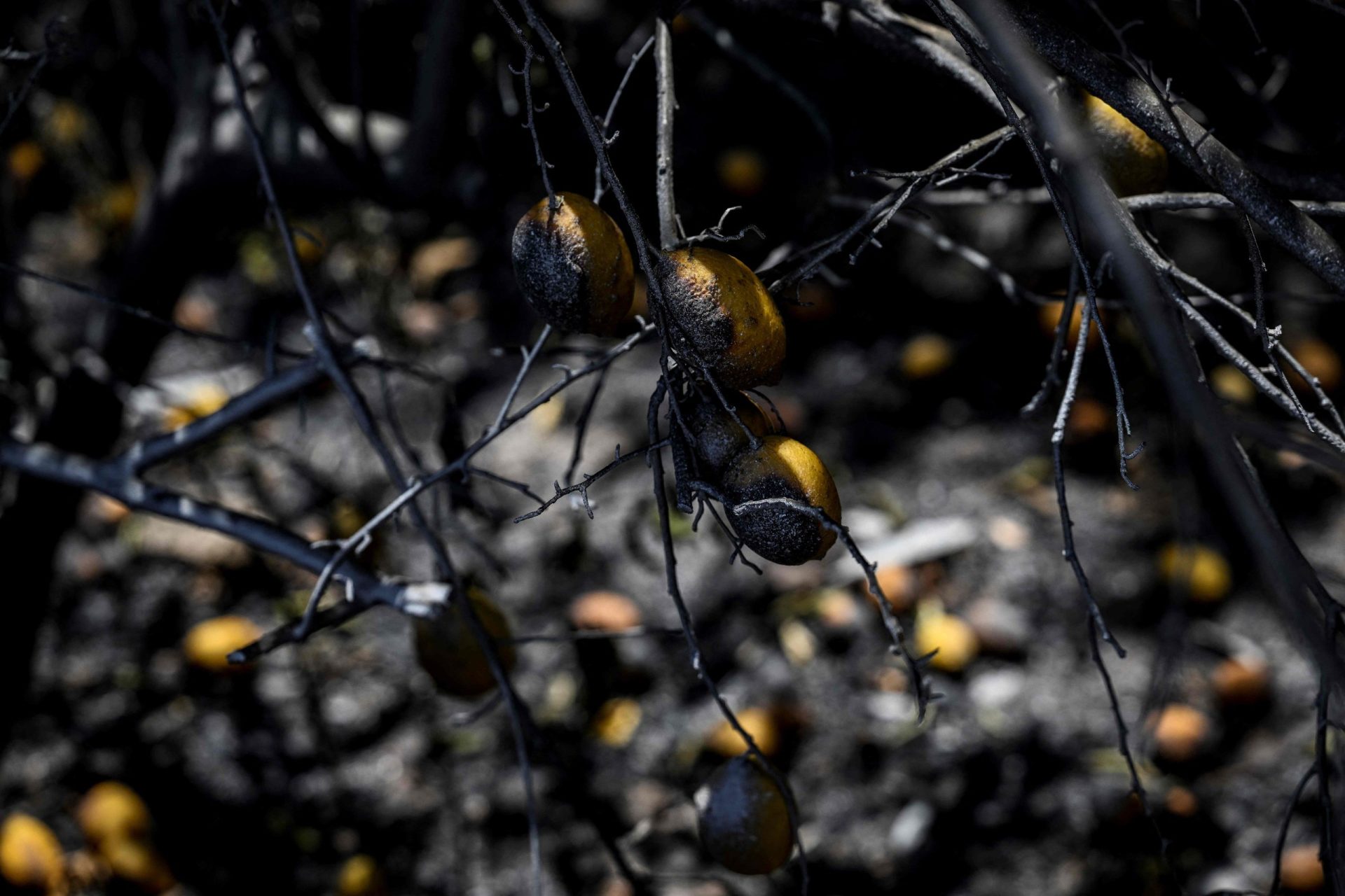 Incêndios. Área ardida já ultrapassa 100 mil hectares