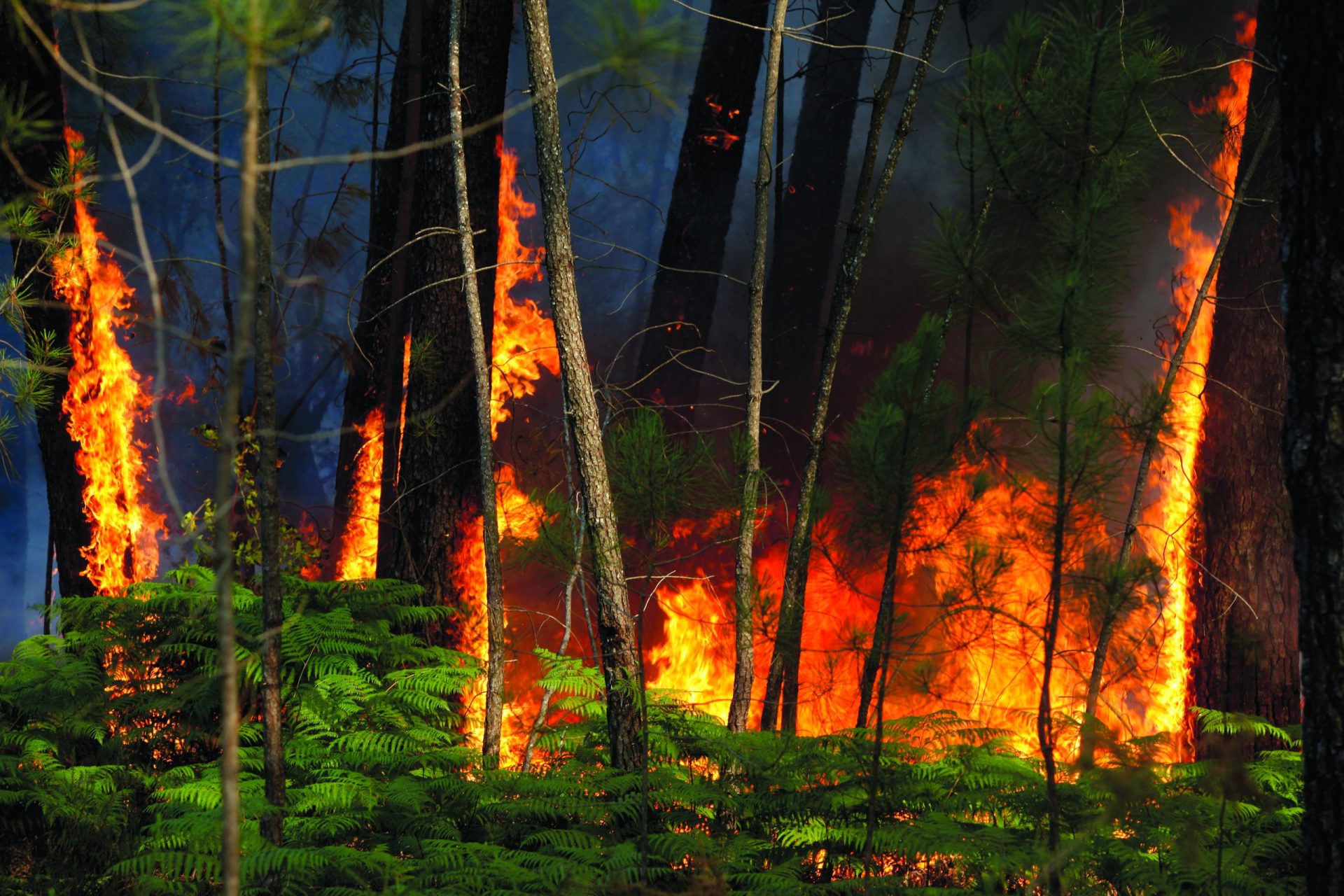 Incêndios. Estado de alerta é “desnecessário”