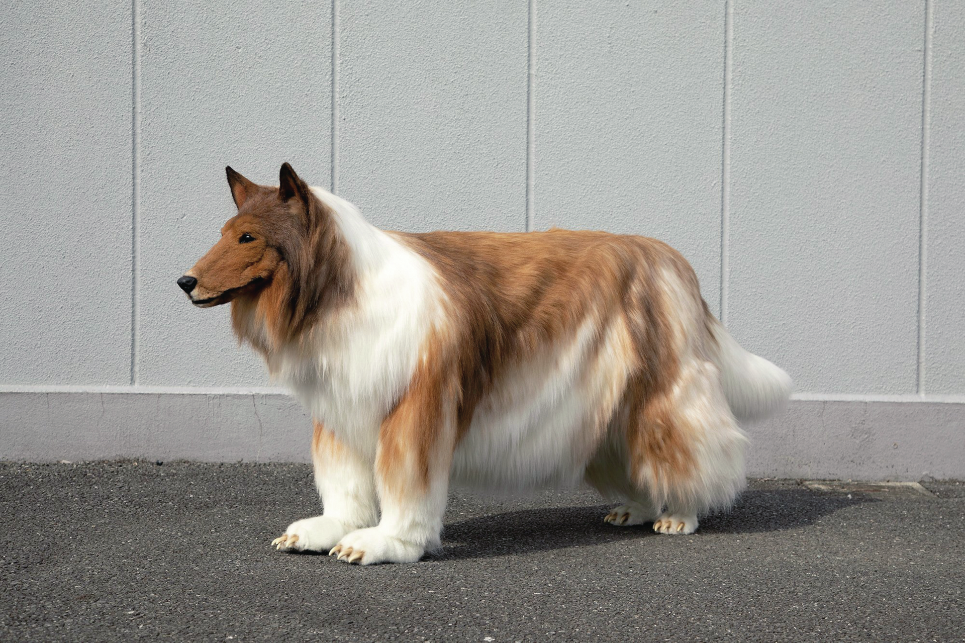 Toco-San. O fenómeno dos “cães-humanos”