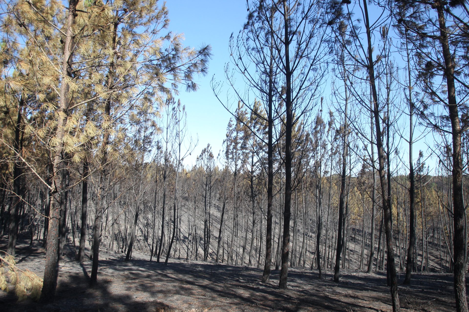 Incêndios na Madeira em rescaldo e vigilância