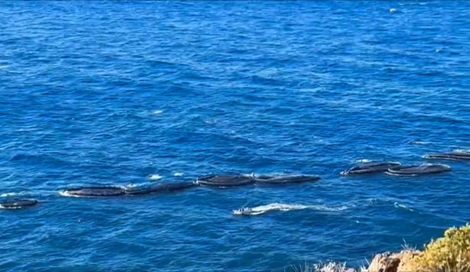 ‘Jaulas’ da aquacultura ficam ao sabor da corrente após mau tempo na Madeira