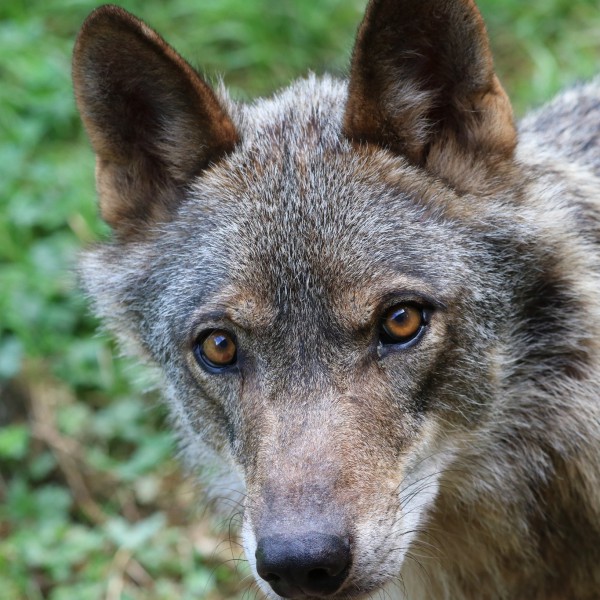 Aplicação ‘Eu vi um lobo’ recolhe fotos para mapear e proteger a espécie