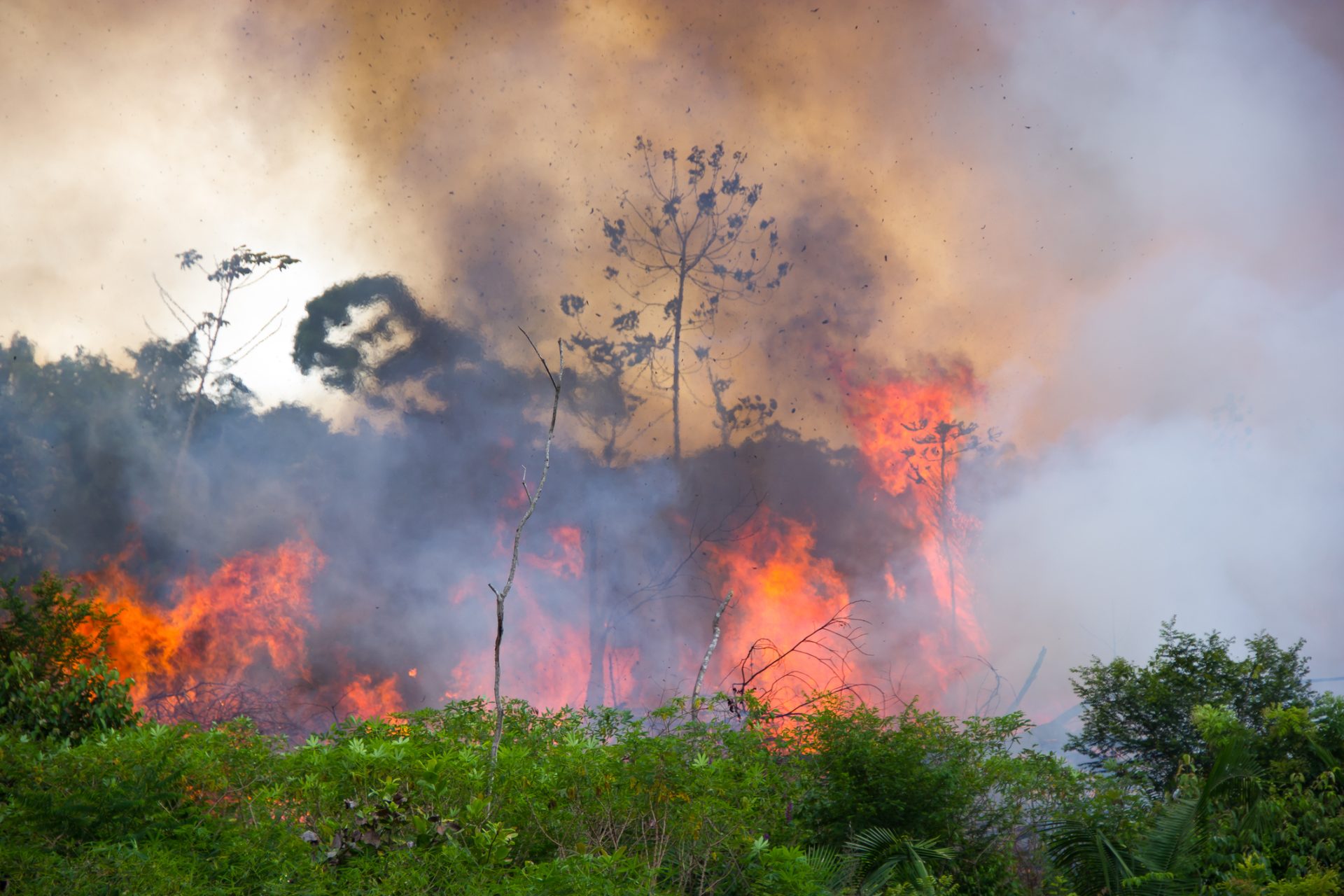 Desflorestação da Amazónia diminui mais de metade em setembro