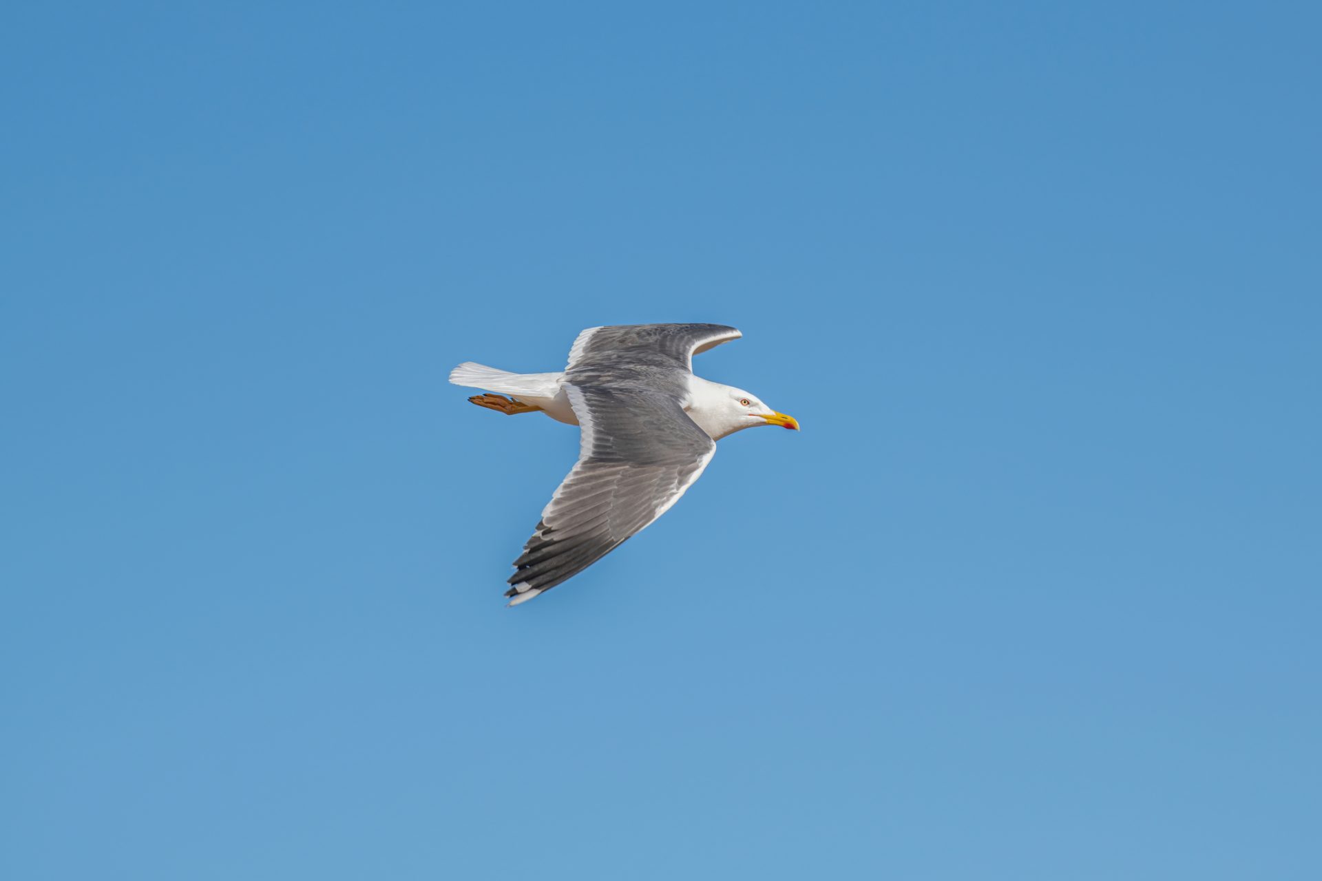 Aveiro. Gripe das aves detetada numa gaivota