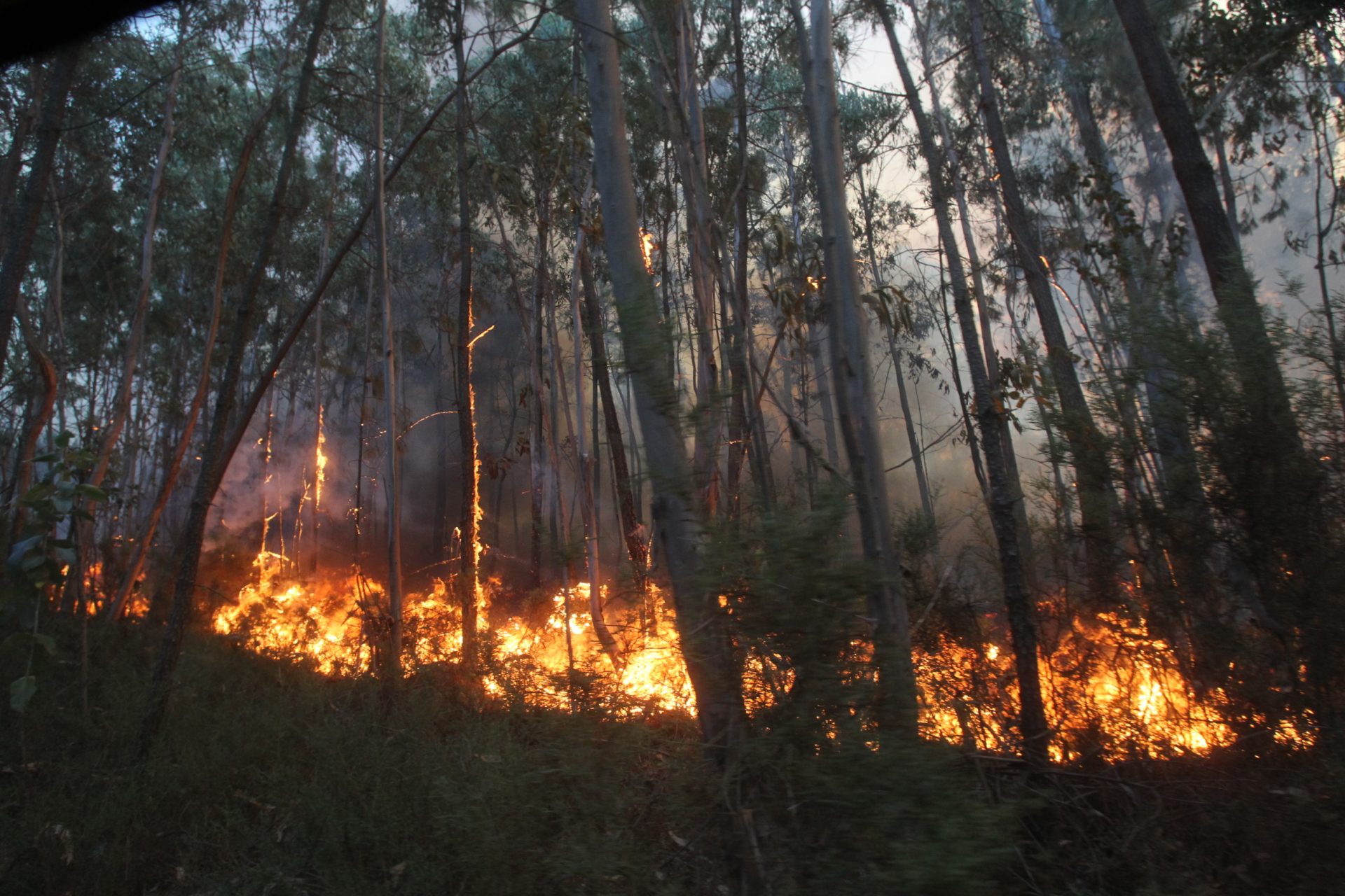 Mais de 10.500 fogos florestais em Portugal no ano passado