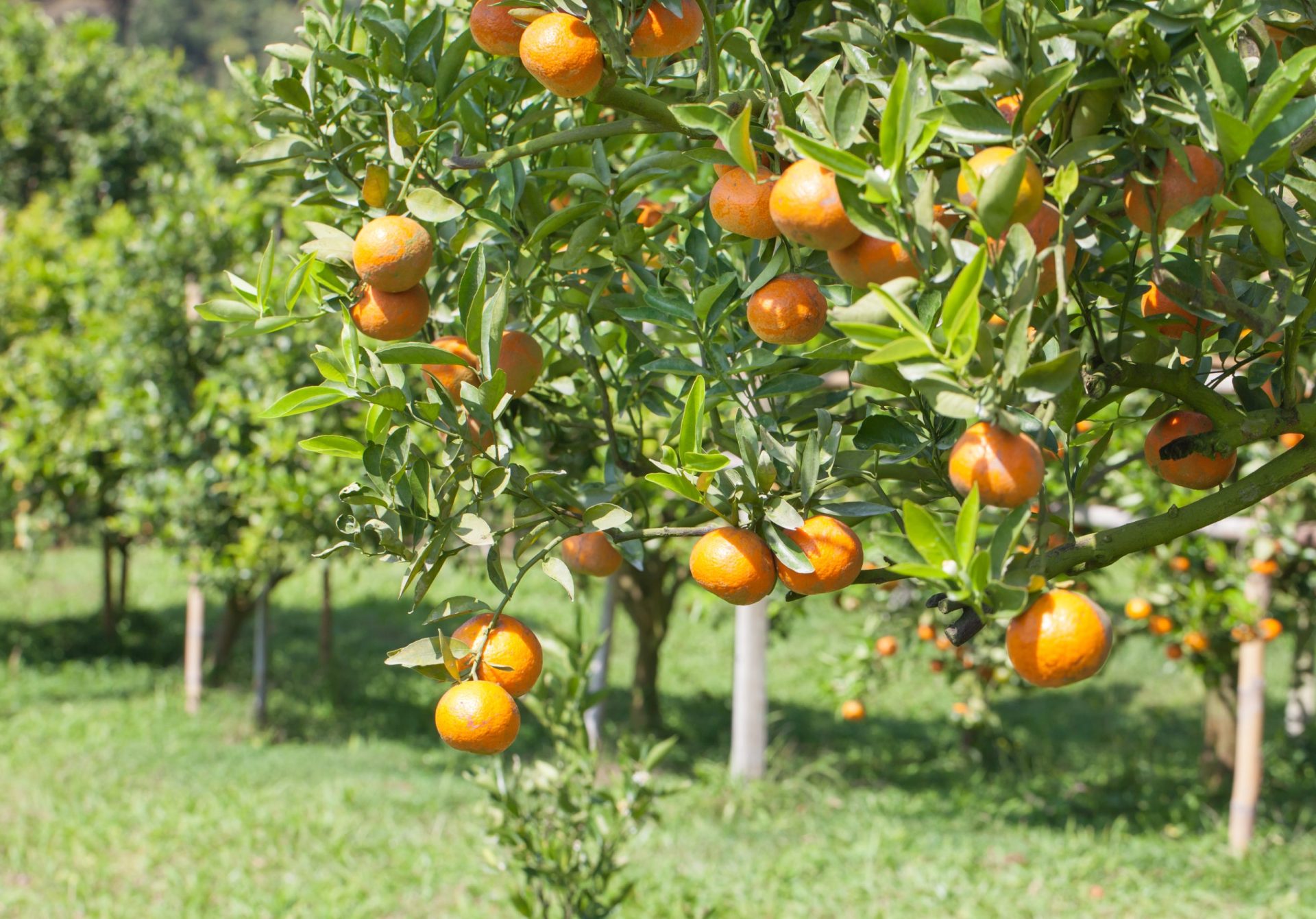 Produção da laranja do Algarve em risco devido à falta de água