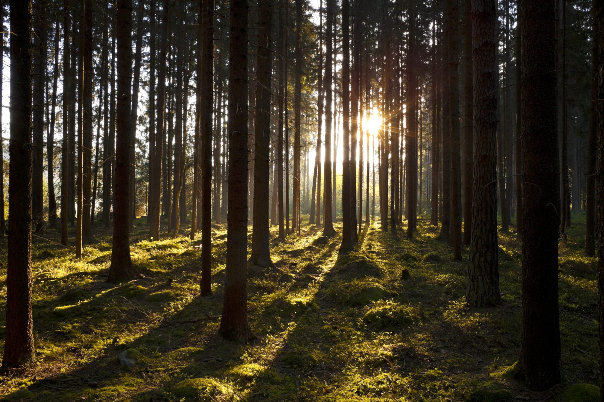 A floresta mais antiga do planeta fica nos EUA