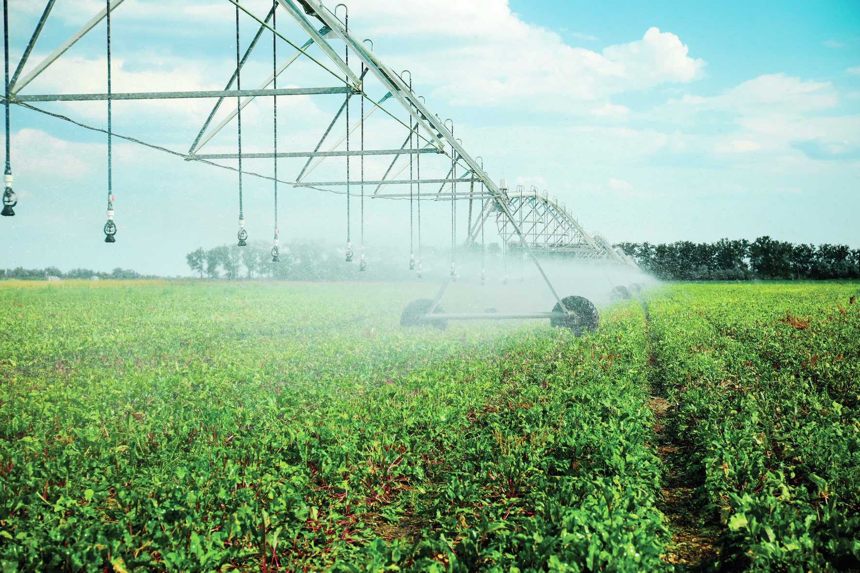 Agricultores do Algarve apenas admitem “cortes de água iguais” para todos