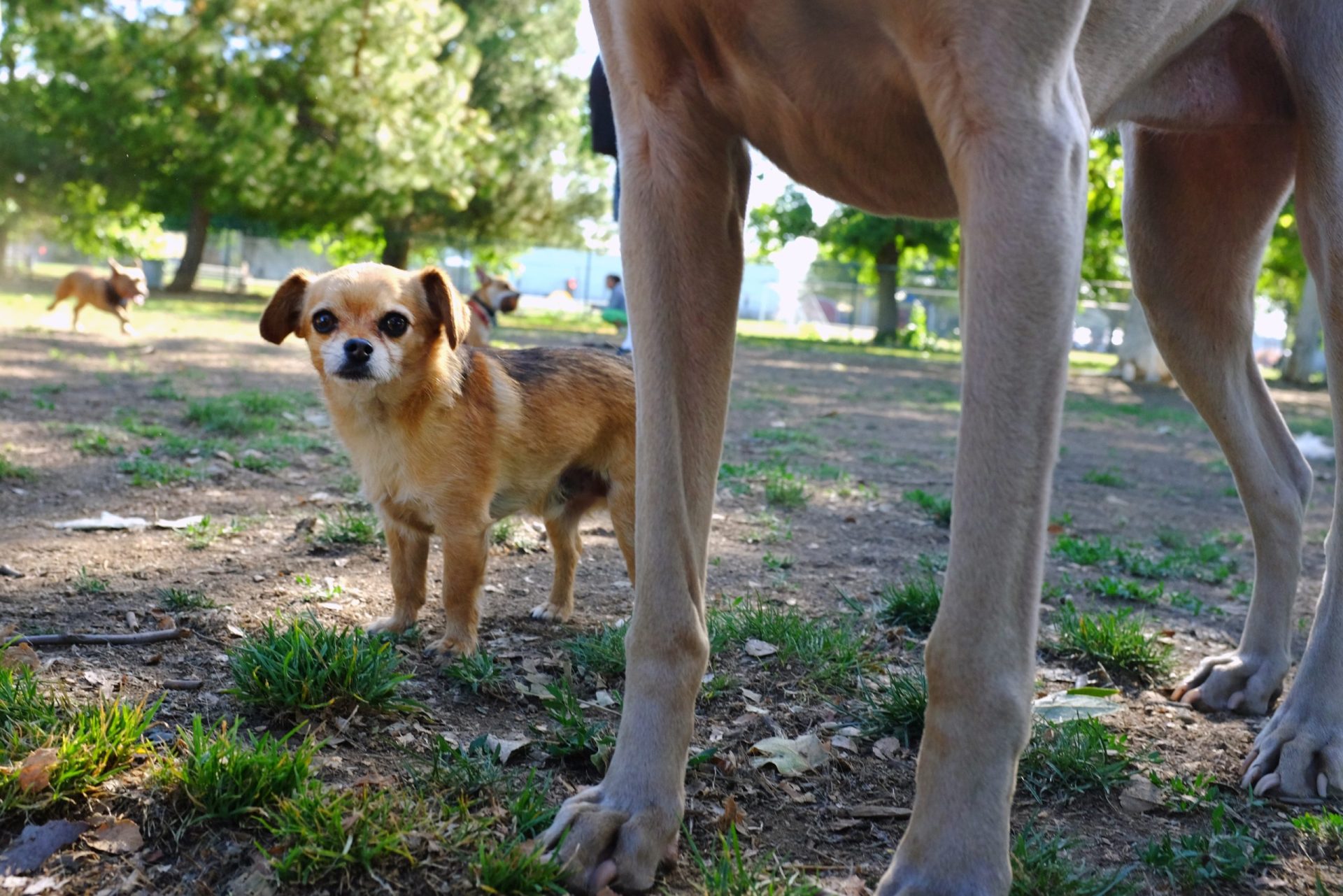 “Médicos de 4 Patas”. Associação Portuguesa de Cães de Assistência pede ajuda para certificar mais animais