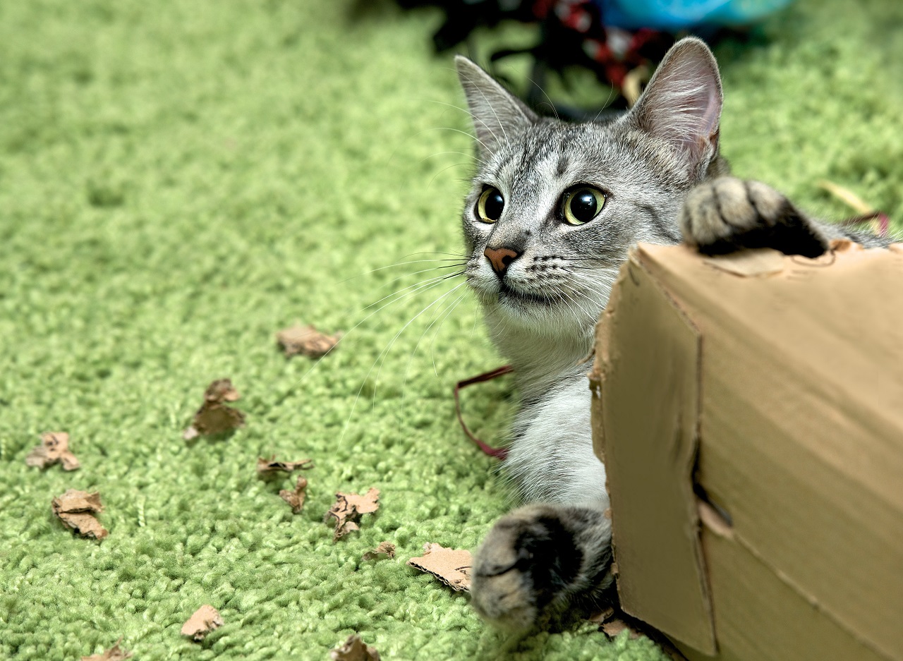 Mordidelas de gatos. Um perigo que provavelmente desconhece