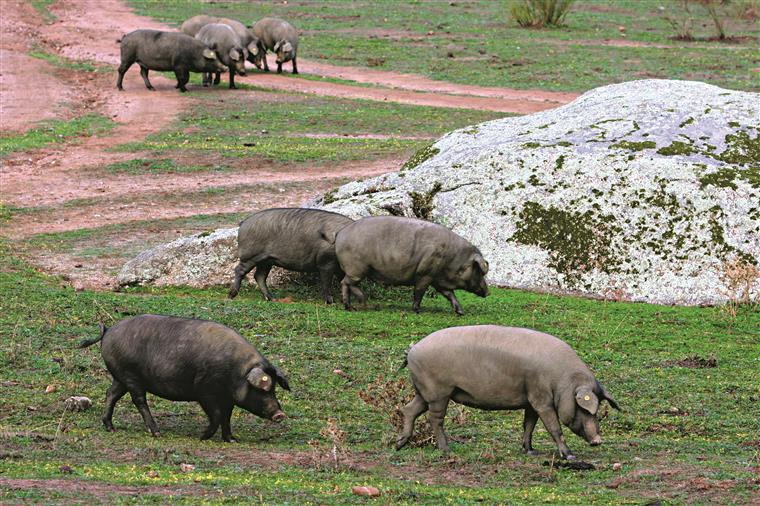 Suinicultores bloqueiam base do Intermarché e alertam para colapso do setor