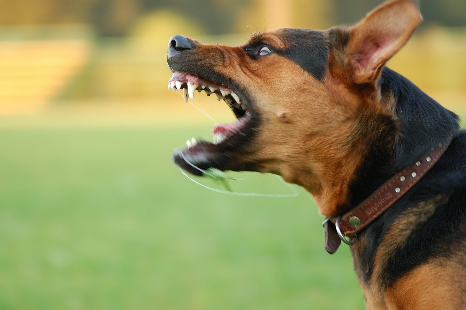 Cão morde criança na cara