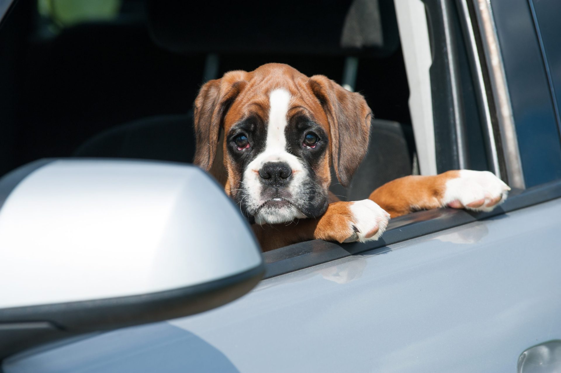 Quer ter um cão? Veja qual a raça que mais se adequa ao seu estilo de vida