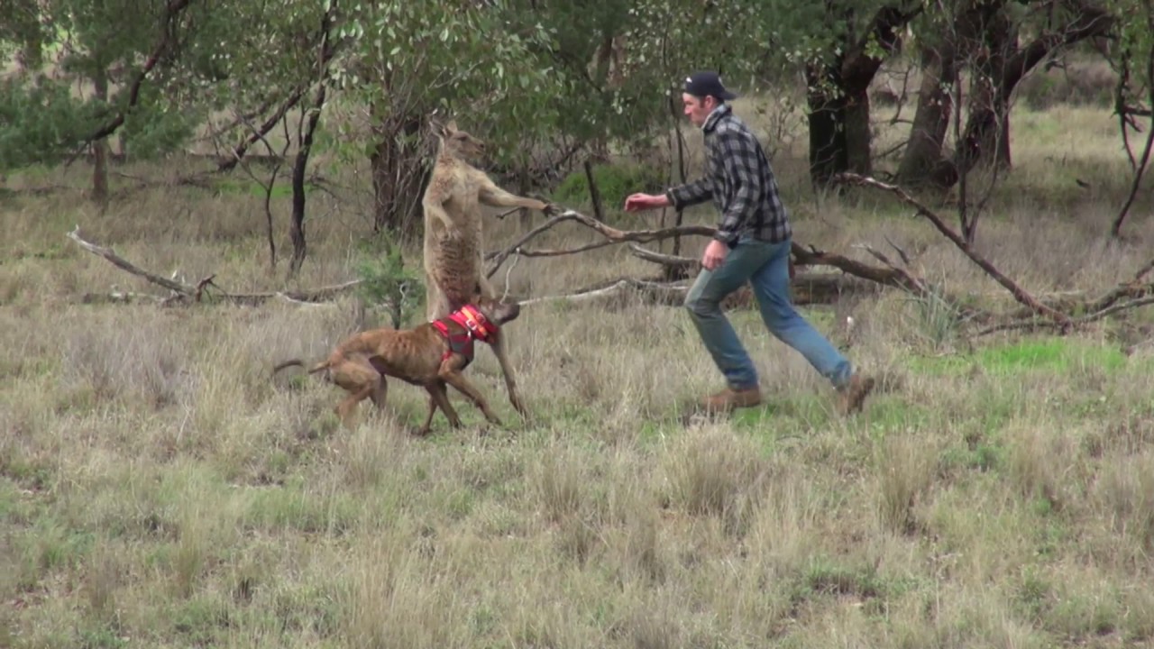 Homem esmurra canguru para salvar cão