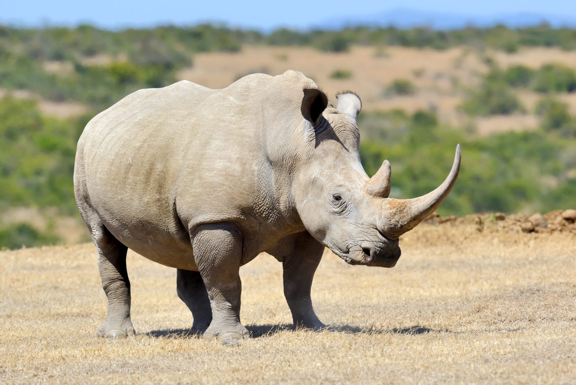 O momento em que um rinoceronte ataca um jeep cheio de turistas