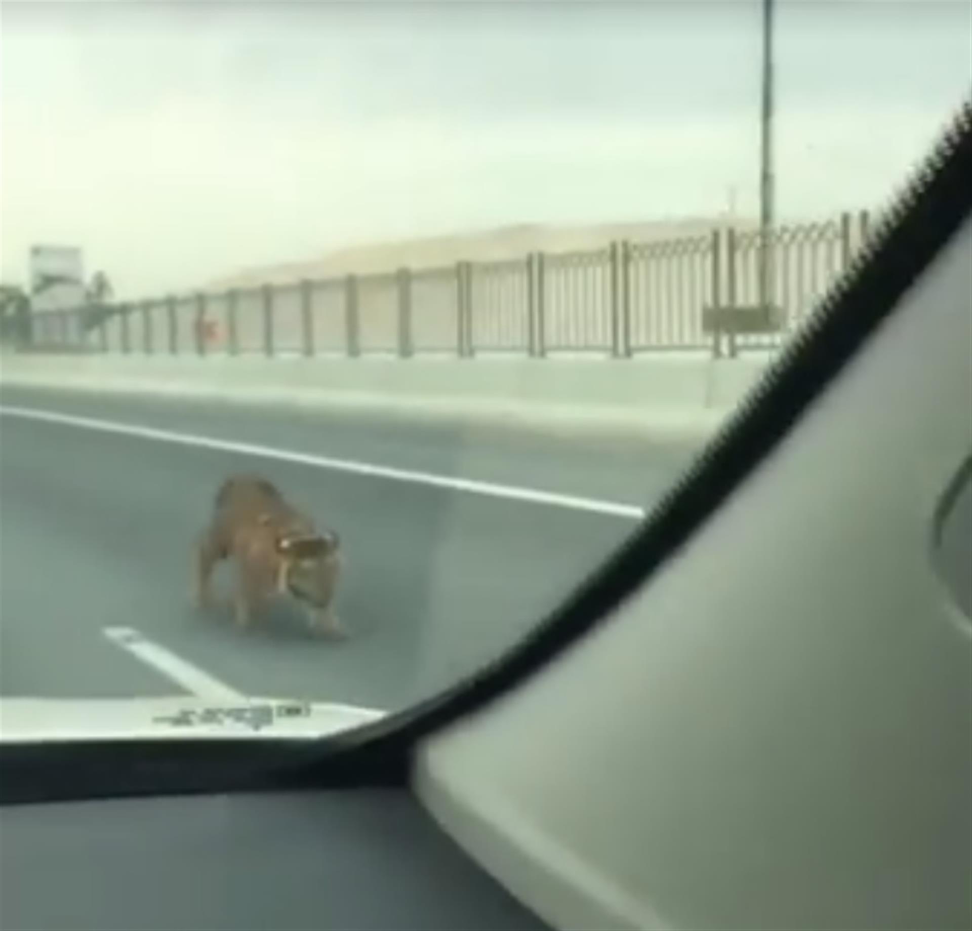 Imagens de tigre em autoestrada invadem a Internet