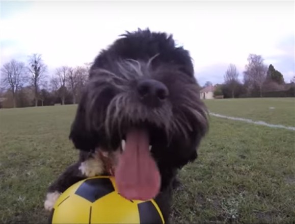 ‘Ronaldog’ não é o cão de Cristiano Ronaldo… Mas podia ser