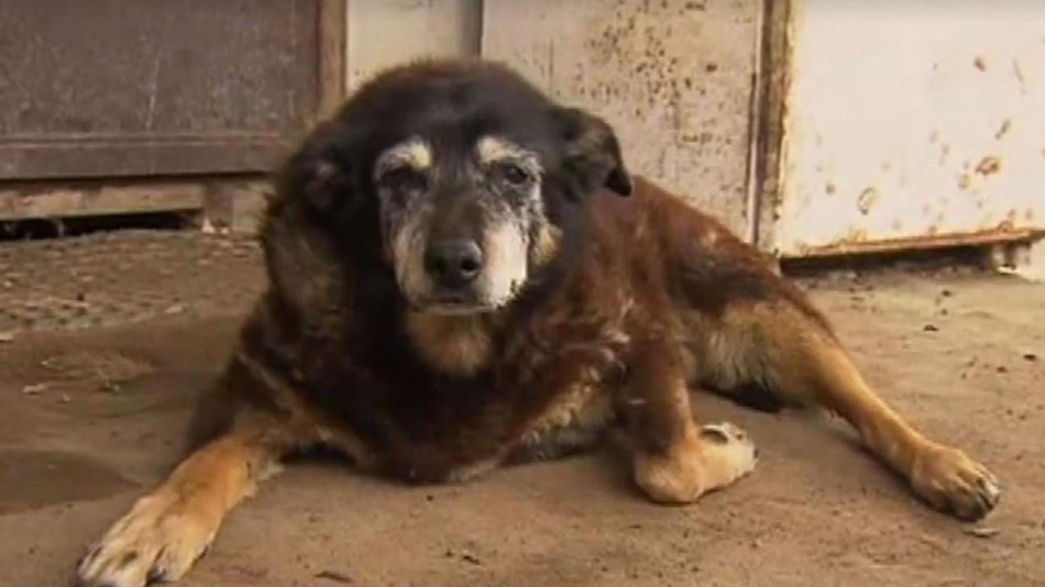 Morreu o cão ‘mais velho do mundo’