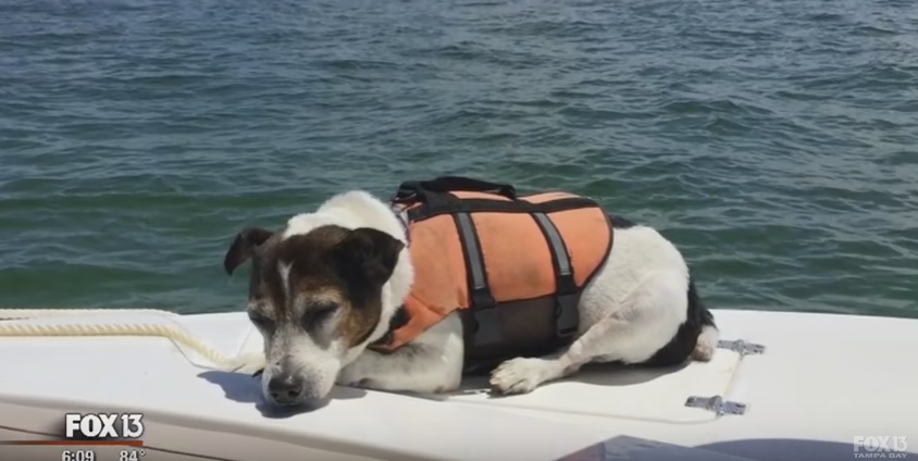 Cão resgatado após mais de três horas em alto-mar