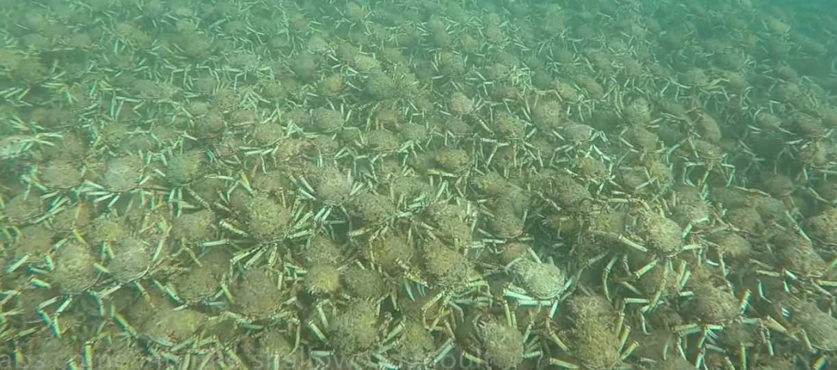 Águas Australianas invadidas por milhares de caranguejos