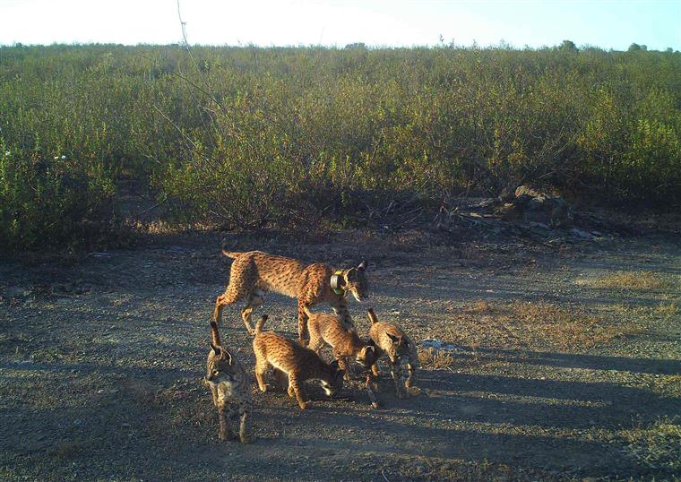 Há uma ninhada inédita de linces ibéricos em Mértola