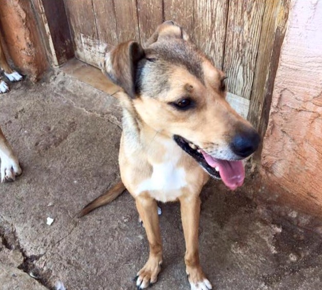 Barcelona. Cão atira-se de varanda após horas ao sol sem água