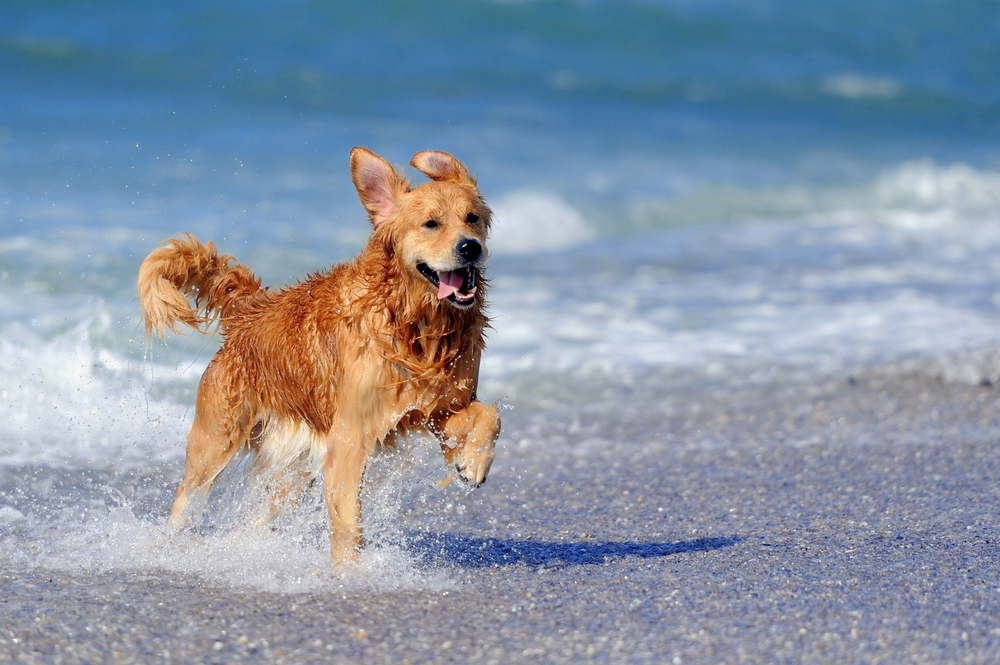 Barcelona. Já está aberta a primeira praia para cães