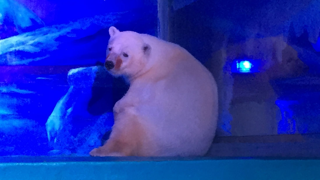 China. O urso polar ‘mais infeliz do mundo’ vive num centro comercial