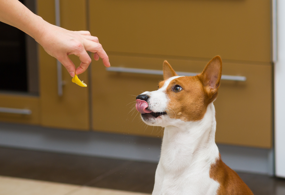 Estes são os alimentos que pode partilhar com o seu animal