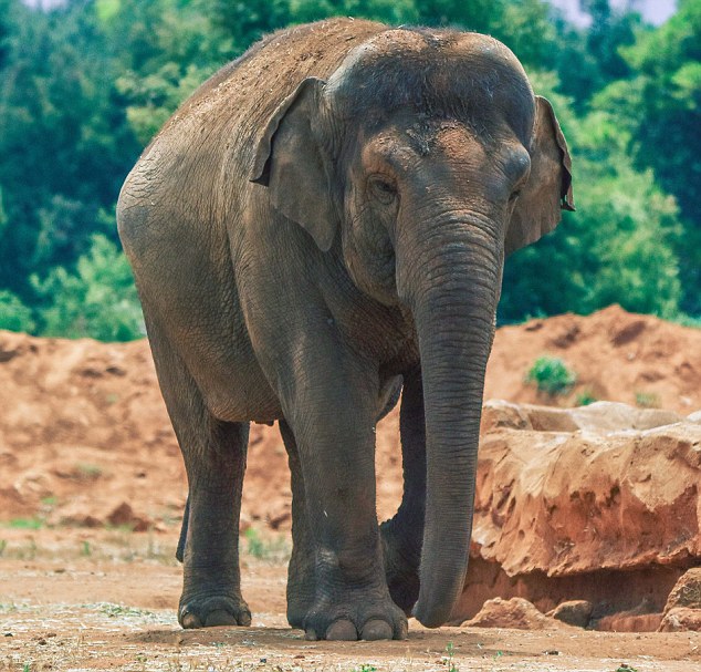 Marrocos. Menina de 7 anos morre depois de elefante atirar pedra