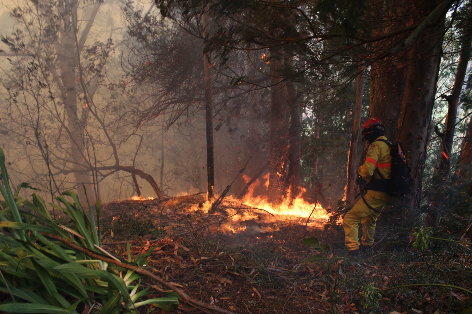 Incêndios: Primeiro semestre deste ano foi o mais calmo dos últimos cinco anos na Madeira