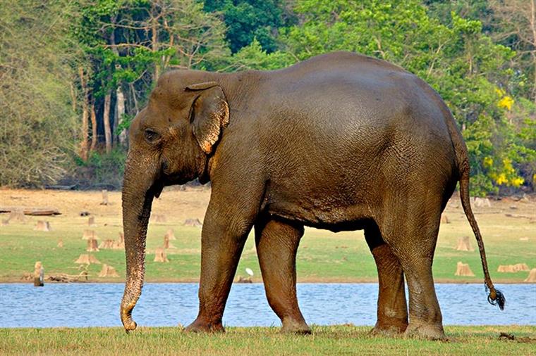 Elefante chora ao ser libertado após 50 anos de maus tratos