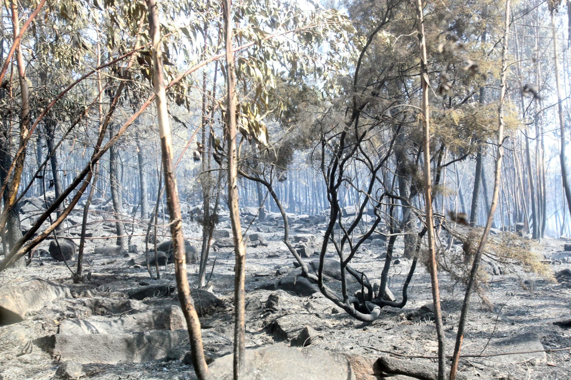 Mais de 500 crimes de incêndio florestal registados pela GNR