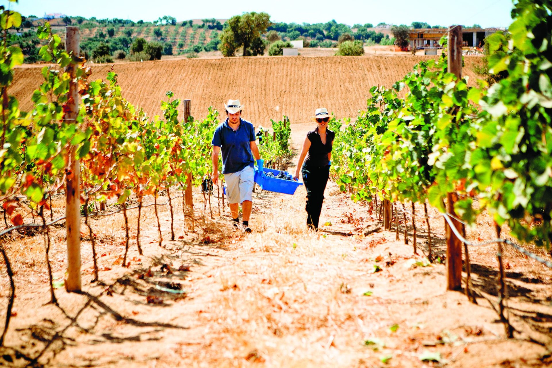 Vindimas. Enoturismo em Portugal conquista visitantes de todas   as nacionalidades