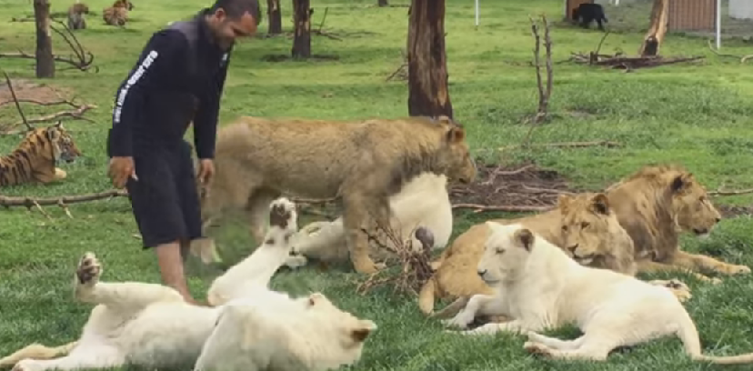 Tigre salva tratador de ser atacado por leopardo