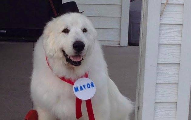 EUA. Cão eleito presidente da câmara honorário