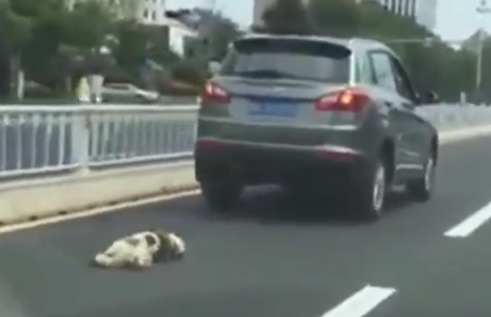 China. Cão preso a um carro arrastado até à morte