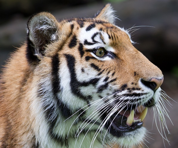 Pequim: Tigre ataca veículo de turistas no zoo onde já tinha morrido uma mulher