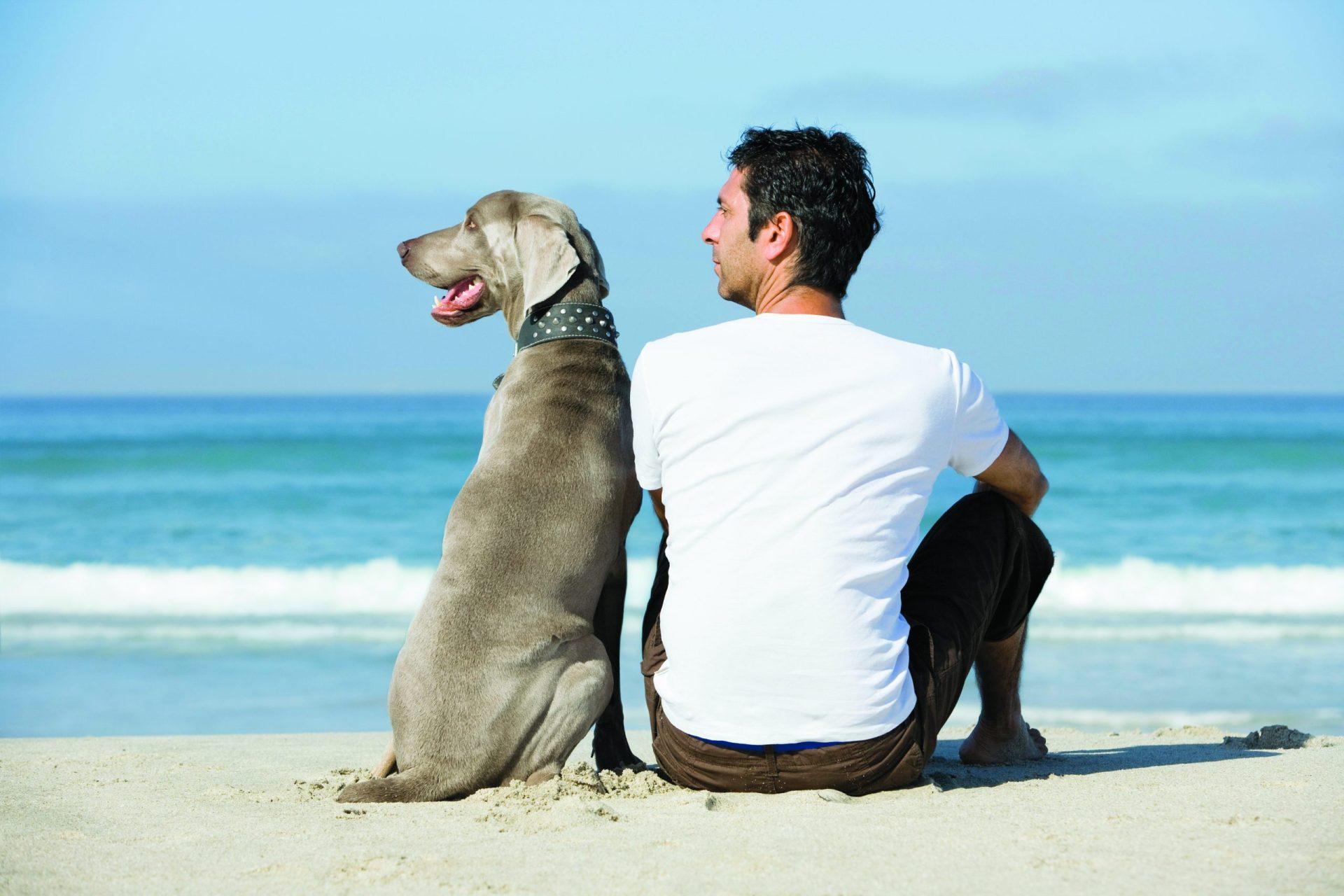 Estudo. Cães entendem palavras e distinguem entoações