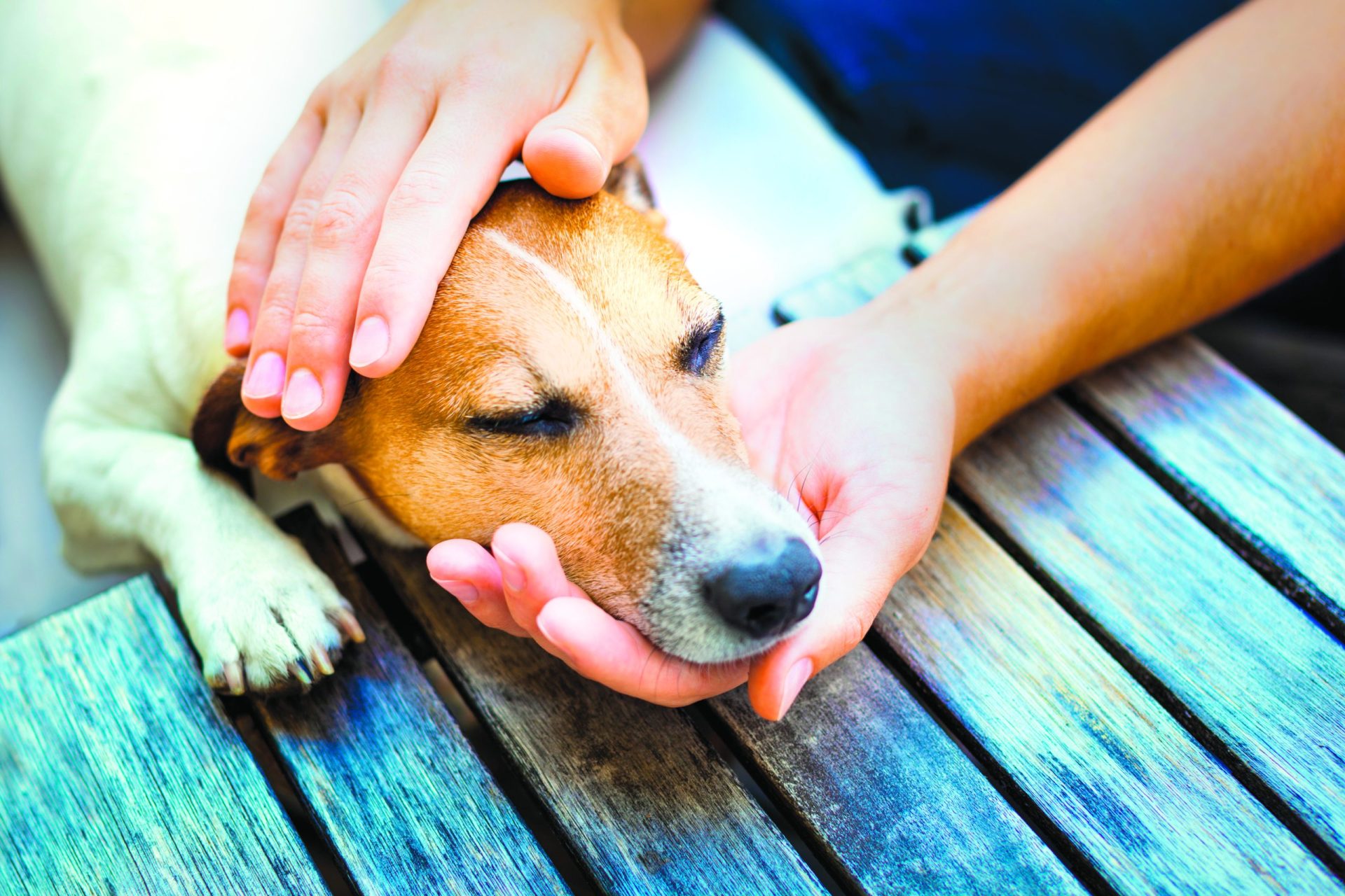 Cães preferem carinho a comida