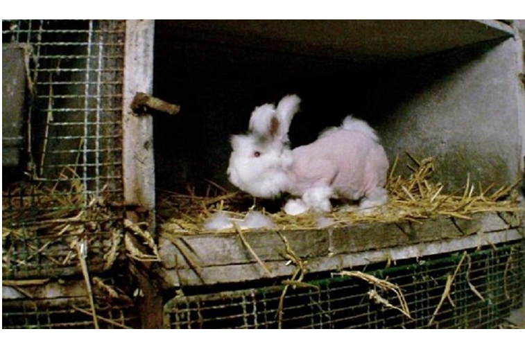 França. Fábrica arranca pelo de coelhos ainda vivos