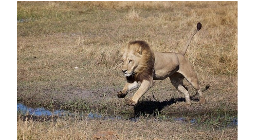 Animais. Cientistas preocupados com leoas ‘transexuais’