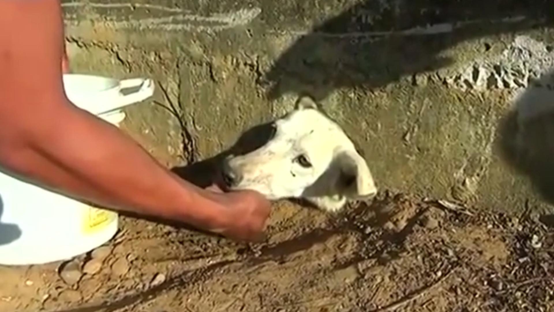 Cadela salva após ficar com a cabeça presa num buraco