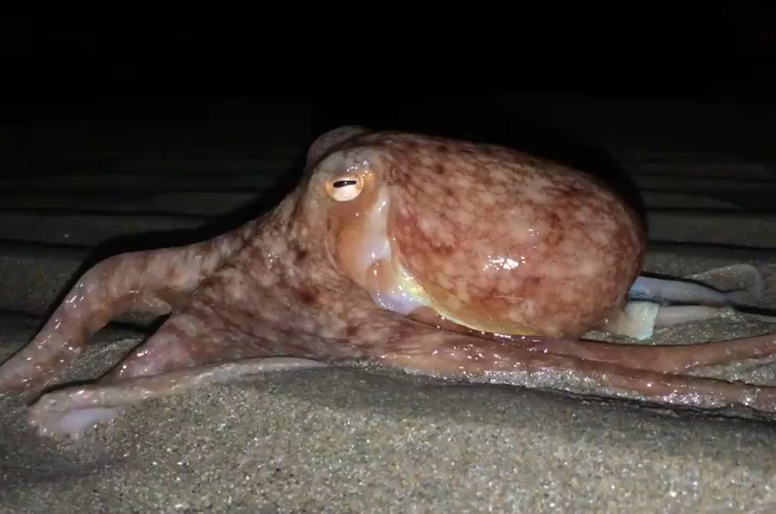 Dezenas de polvos ‘invadem’ misteriosamente praia em Gales [vídeo]