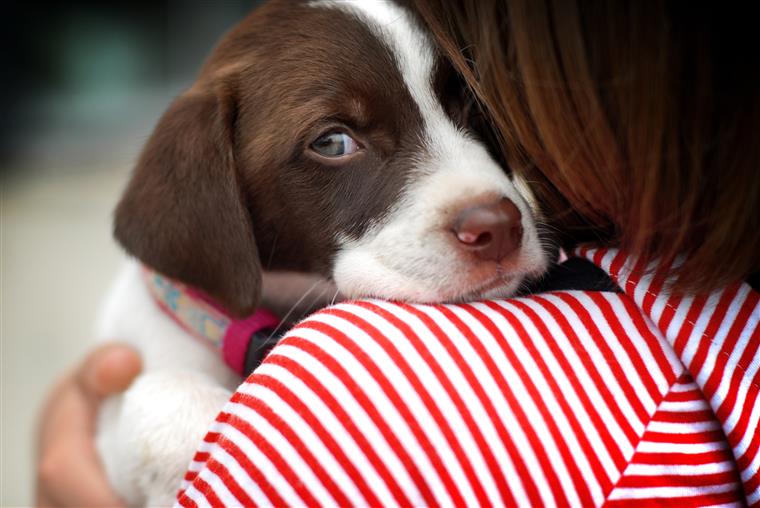 As pessoas que têm cães são mais felizes?